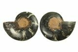 Cut & Polished Ammonite Fossil - Unusual Black Color #296282-1